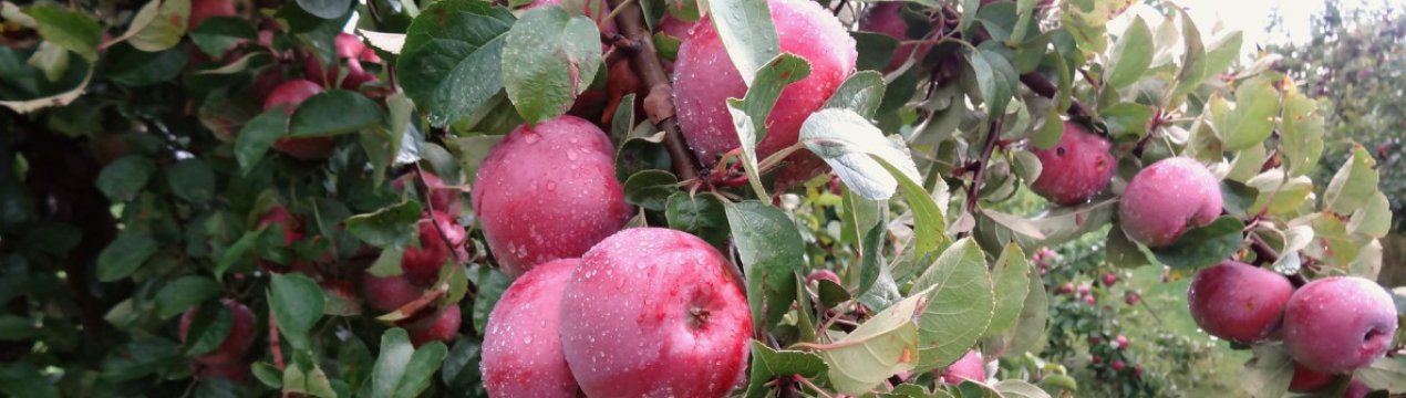Особенности посадки и ухода за яблоней сорта «Имант»
