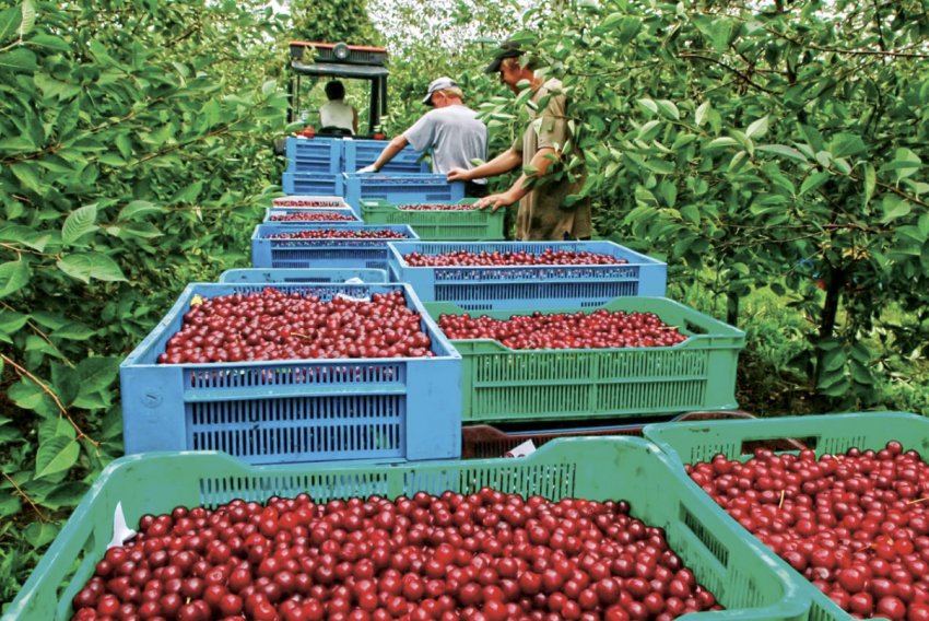 Збір врожаю вишні