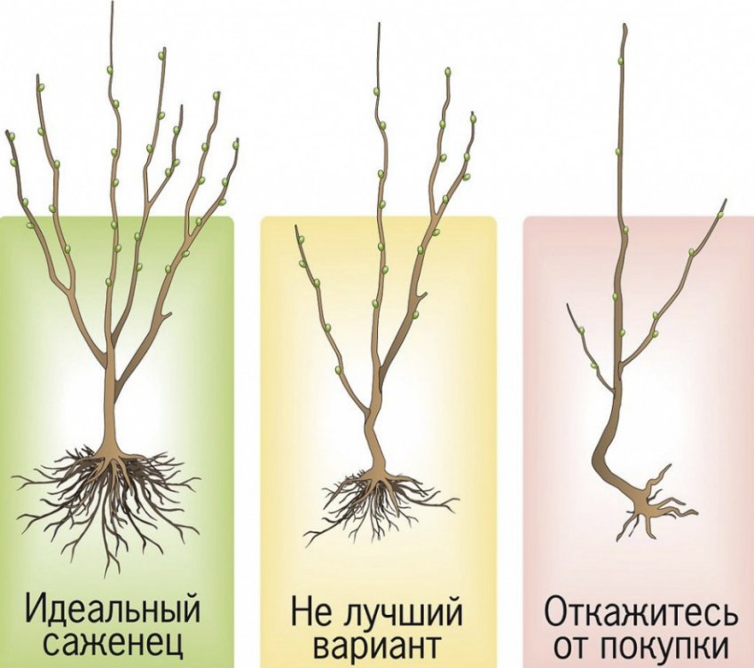 Вибір саджанця