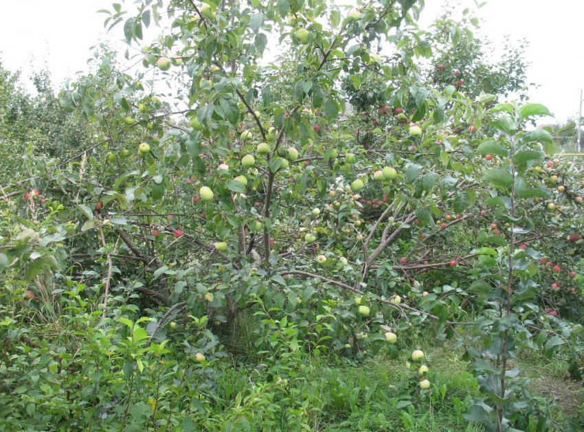 Яблуня сорту Синап Орловський