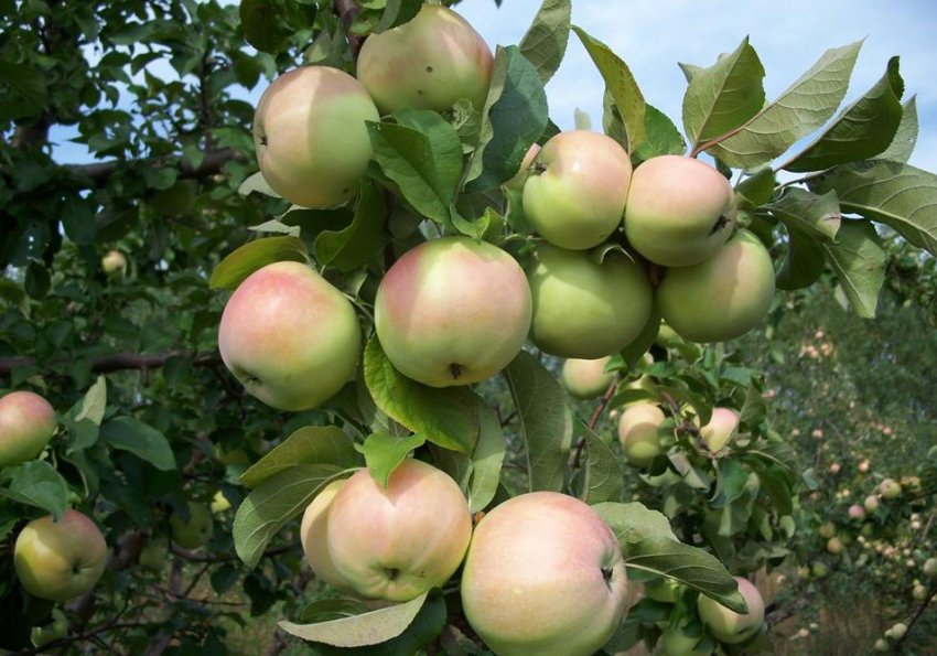 Яблука Богатирський Синап