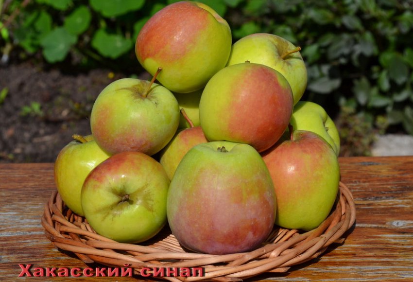 Яблука Хакаський синап