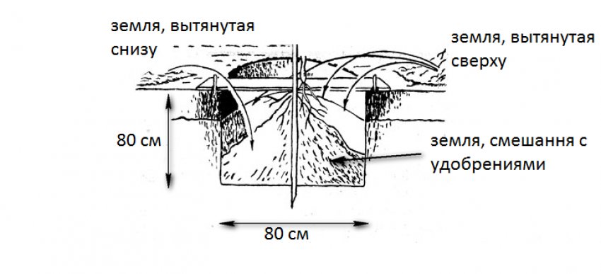 Схема посадкової ями Схема посадкової ями