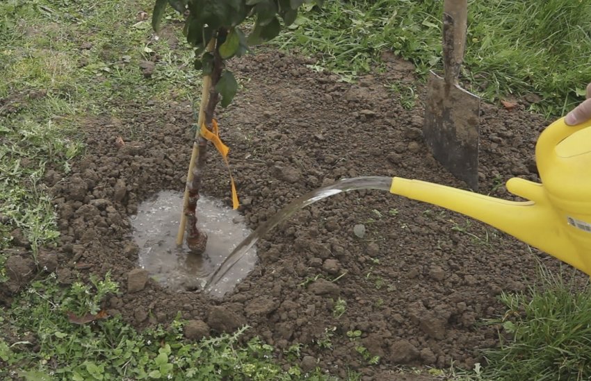 Полив яблуні Полив яблуні