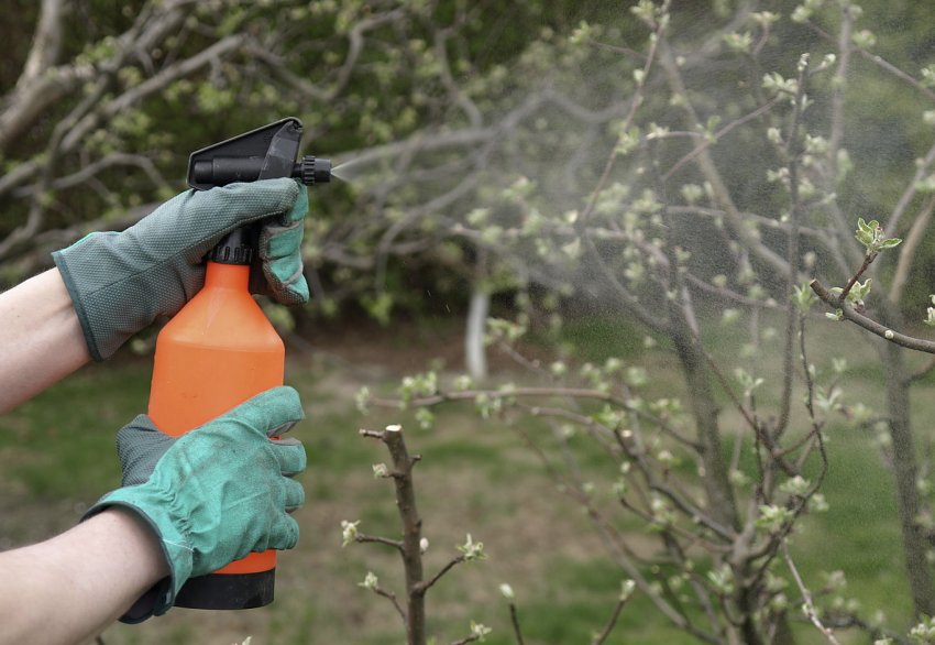 Профілактична обробка від шкідників Профілактична обробка від шкідників