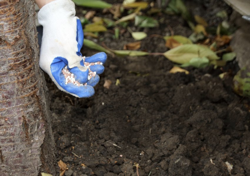 Удобрення яблуні Удобрення яблуні