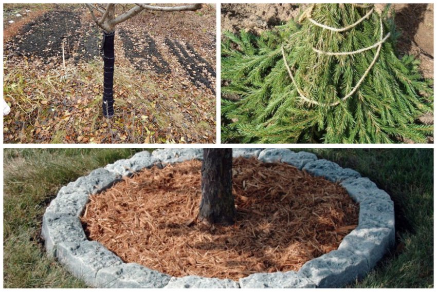 Підготовка яблуні до зими