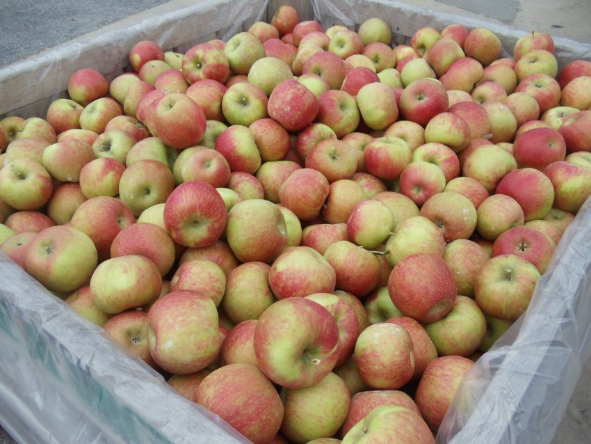 Яблука Хані Крисп Яблука Хані Крисп