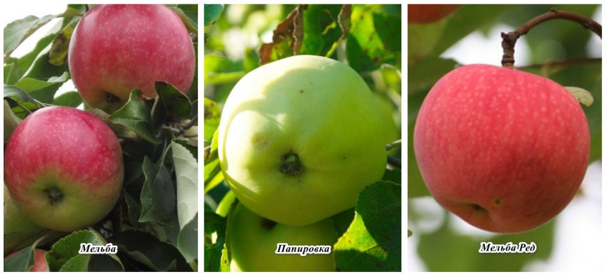 Сорти-запилювачі