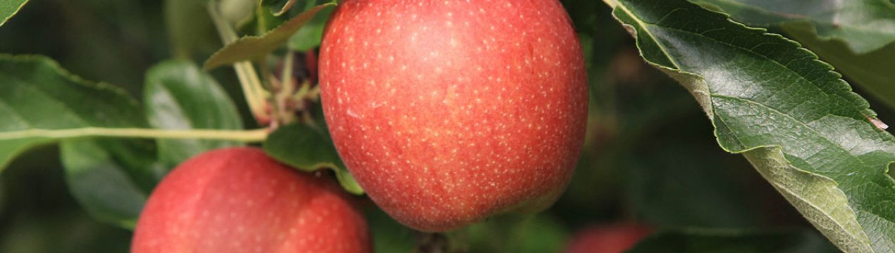 Особливості вирощування та правила догляду за яблунею сорту Гала