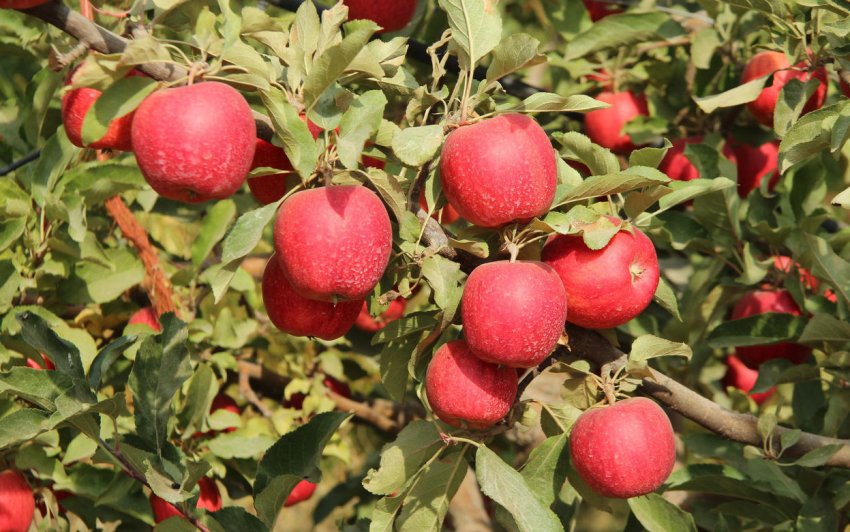 Яблоки Роял Гала Фото И Описание Сорта