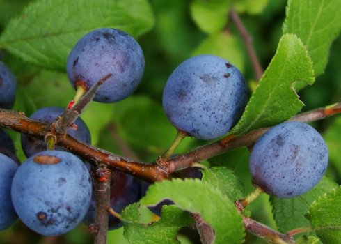 Особливості сливи Терен