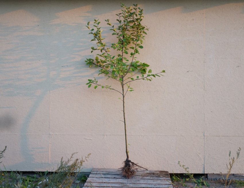 Яблуня дволітки