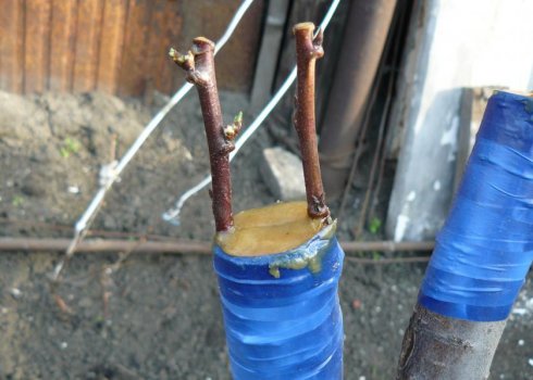 Особенности прививки сливы на сливу