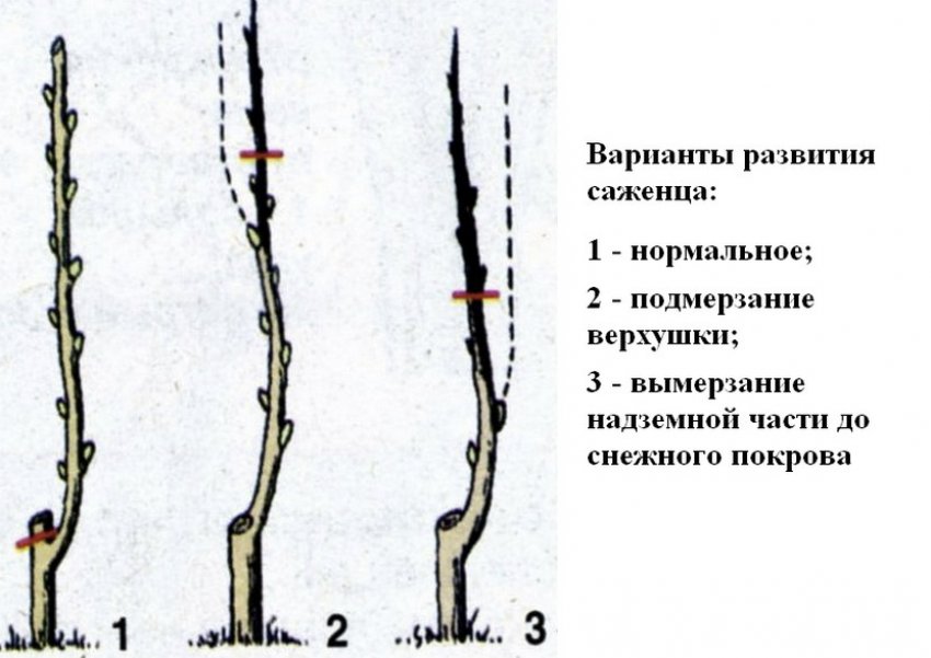 Варіанти розвитку саджанця Варіанти розвитку саджанця