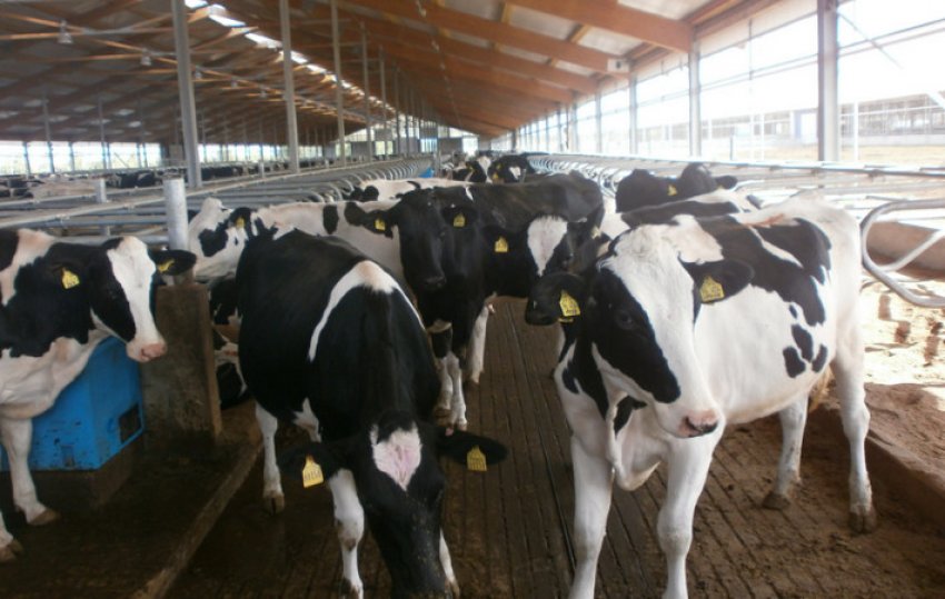 Чорно-ряба порода корів Чорно-ряба порода корів