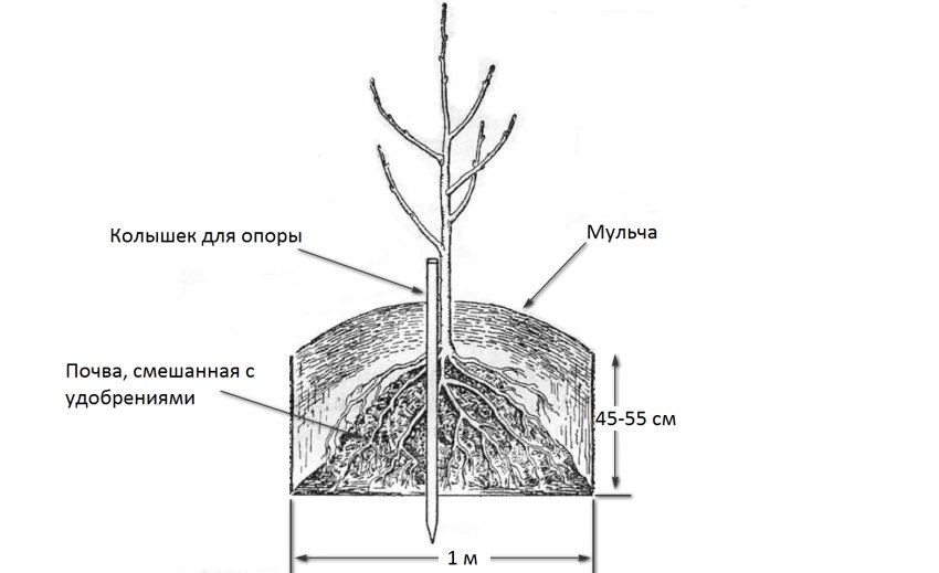 Схема посадки груші Схема посадки груші