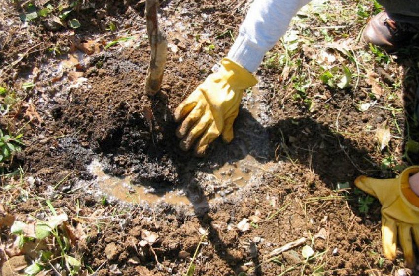 Полив вишні