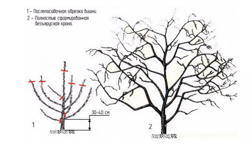 Обрізка вишні