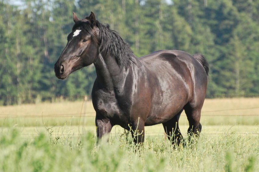 Першерон Першерон