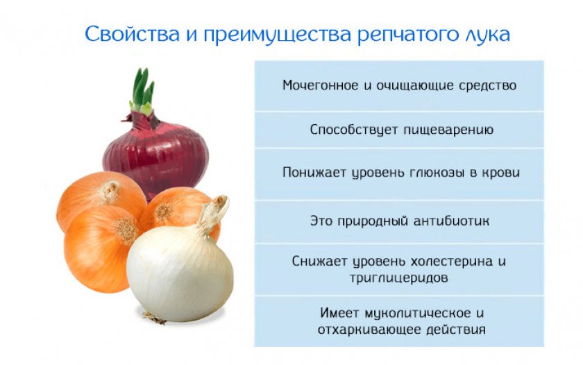 Свойства репчатого лука Свойства репчатого лука