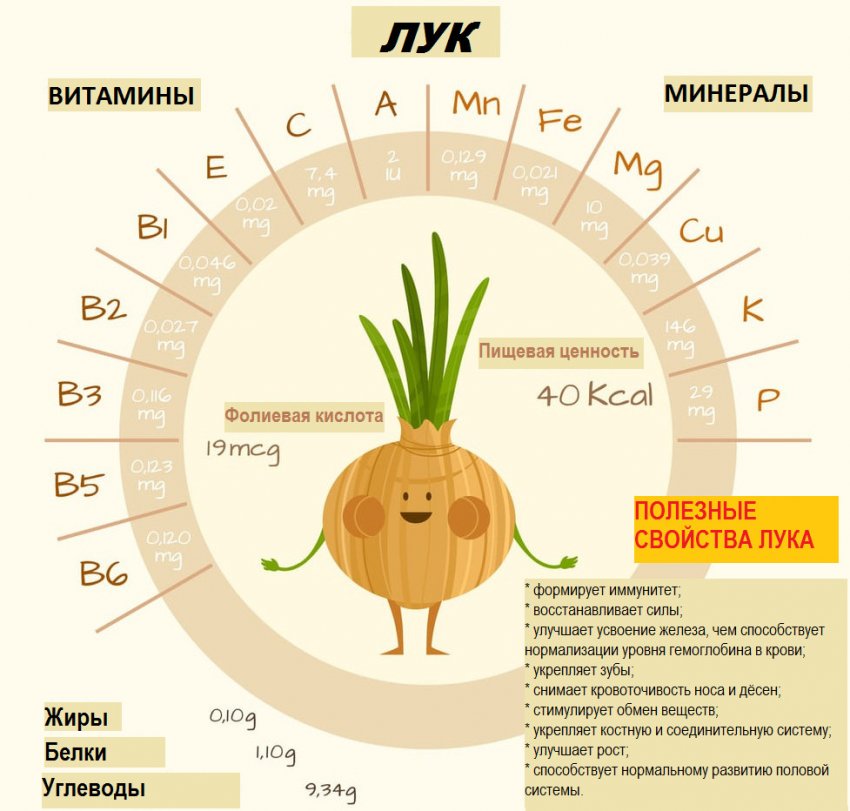 Складу цибулі Складу цибулі