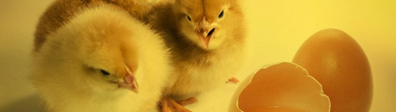 Птахофабрика «Синельниківська» збільшує виробничі потужності