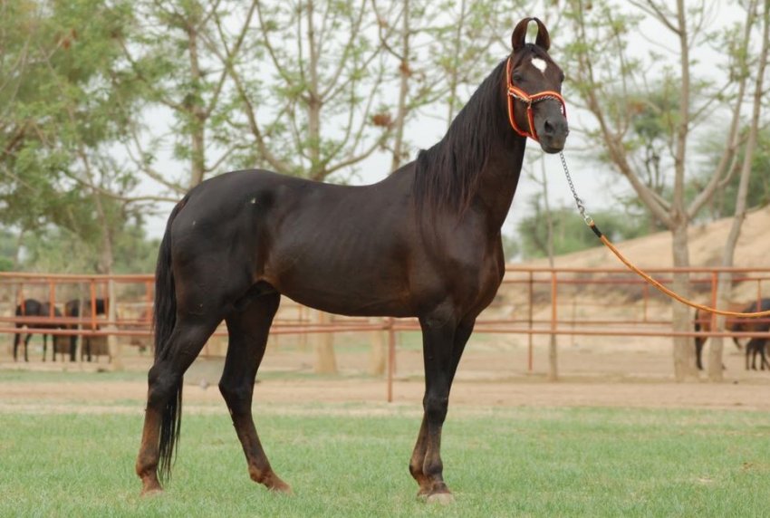 Порода індійських коней Марварі Порода індійських коней Марварі