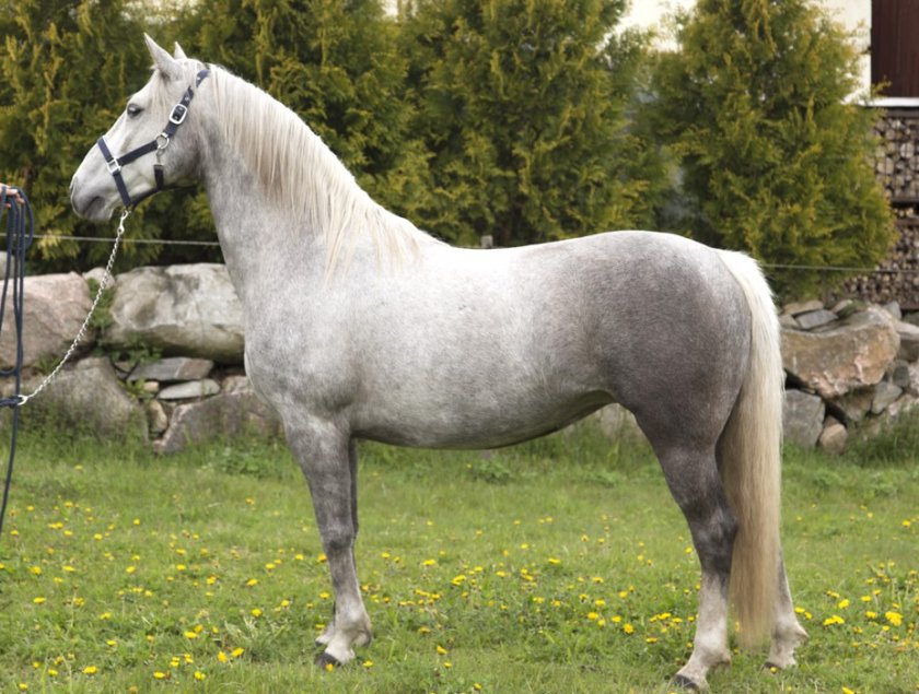 Лошадь Липпицианской породы