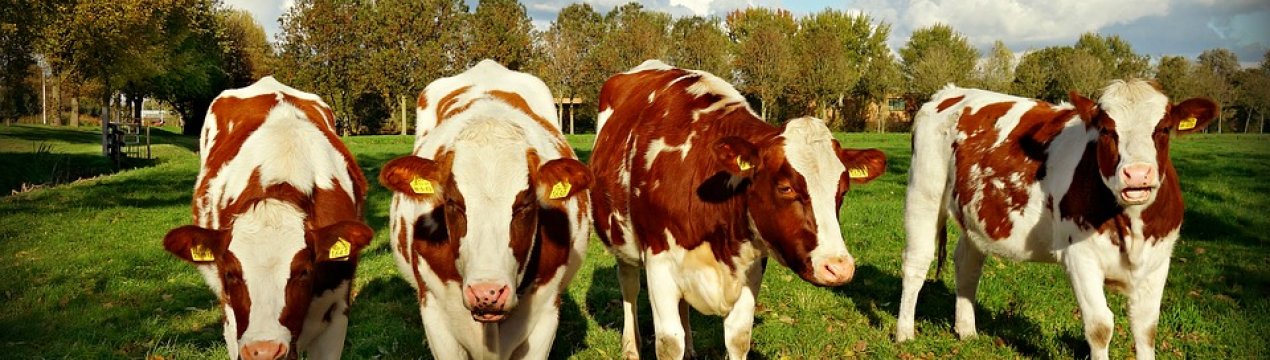 Корови м'ясних порід в Україні стають реліквією