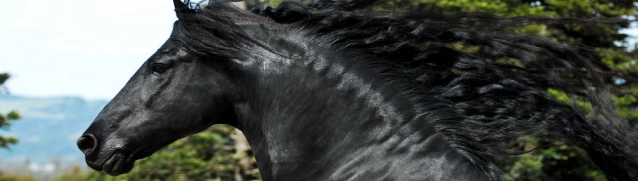 Фризька порода коней: опис, утримання, годування та догляд