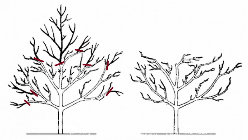 Обрізка вишні