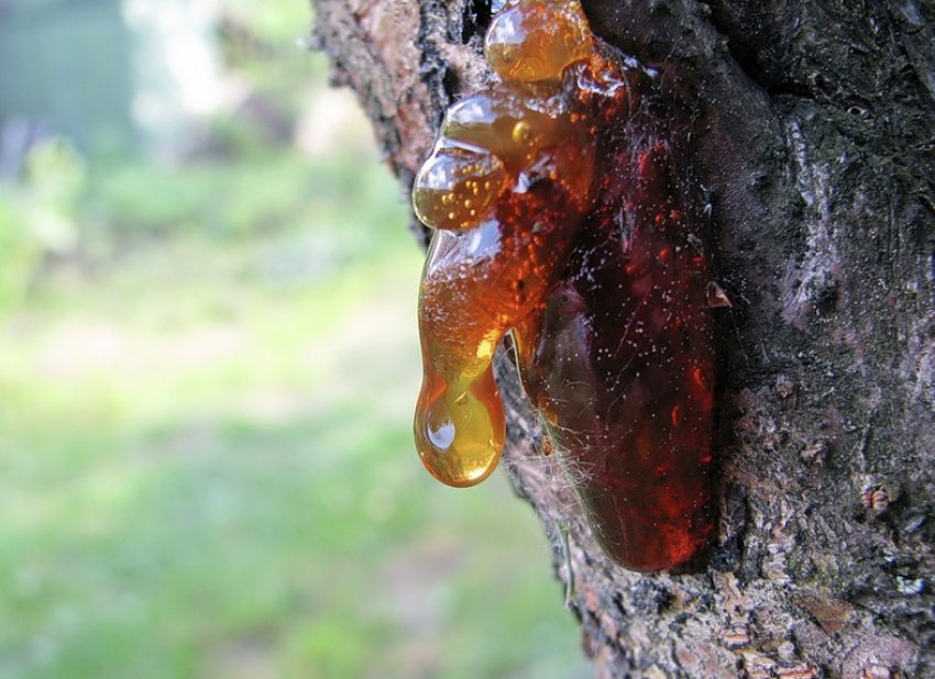 Камедетеча на вишні