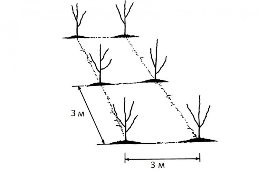Відстань між деревами в саду Відстань між деревами в саду