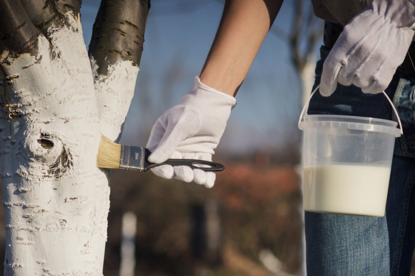 Побілка вишні Побілка вишні