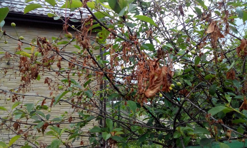 Моніліальний опік на вишні Моніліальний опік на вишні