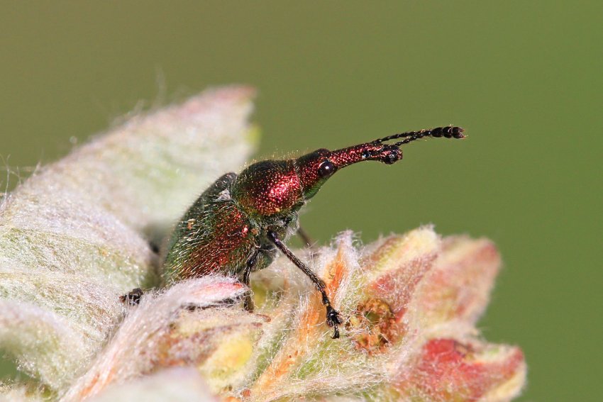 Довгоносик у цвітінні вишні Довгоносик у цвітінні вишні