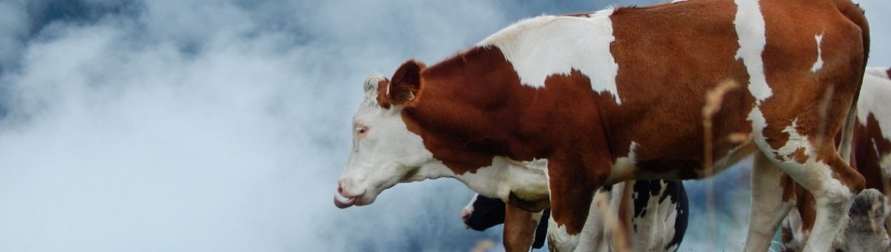 ГМО-корови допоможуть заощадити Канаді
