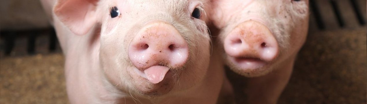 Американськими вченими виявлено, що АЧС передається через корми