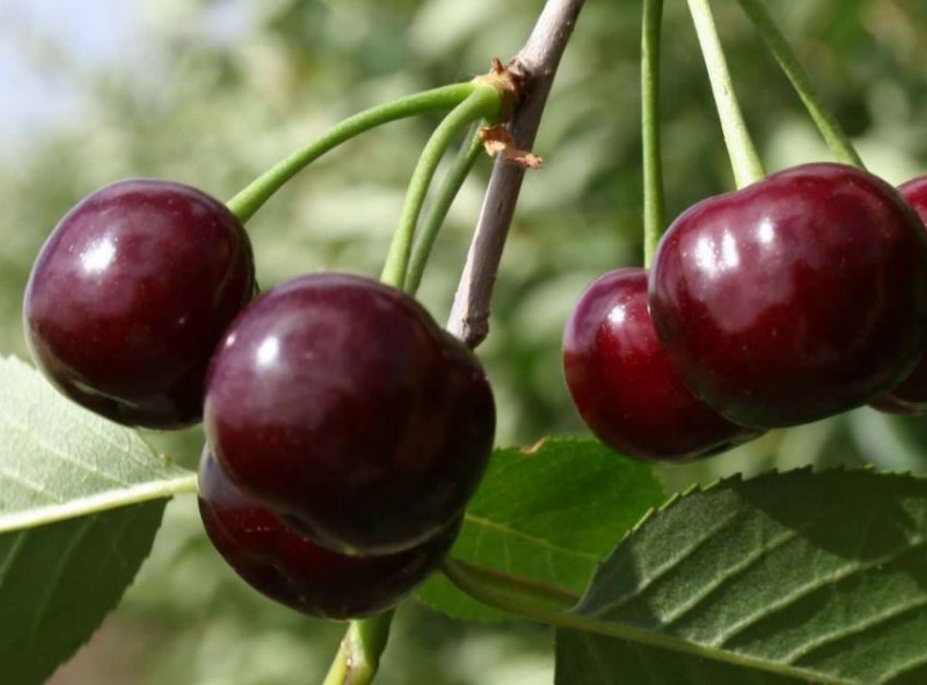 Вишня Володимирська