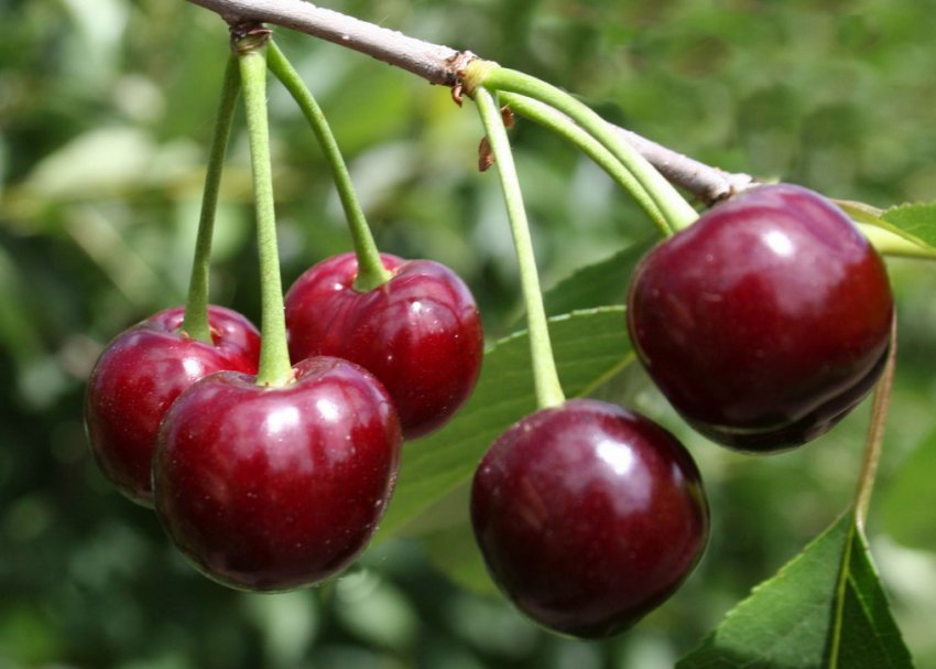 Вишня Жуковська