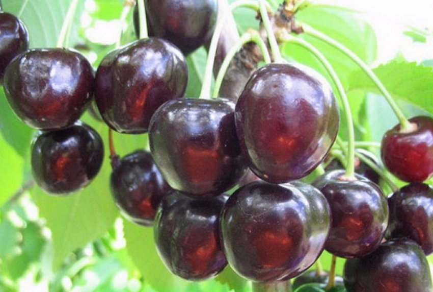 Вишня Чорна велика