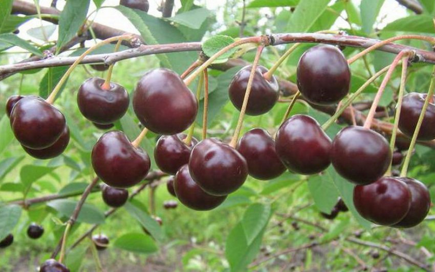 Вишня Морель Брянська