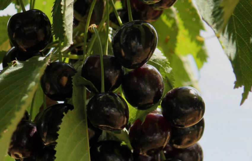 Вишня Ширвжиток чорна