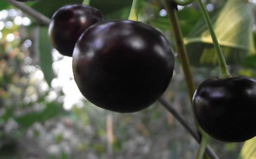 Вишня Пам'ять Ворончихиной