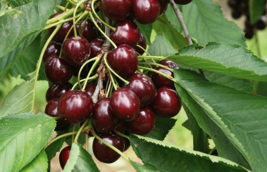 Вишня Шоколадниця