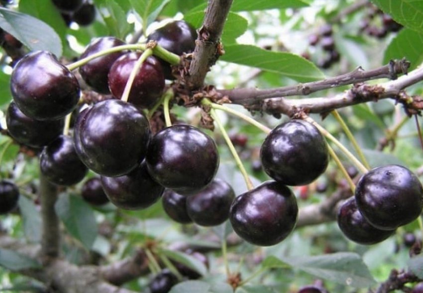 Вишня Антрацитова