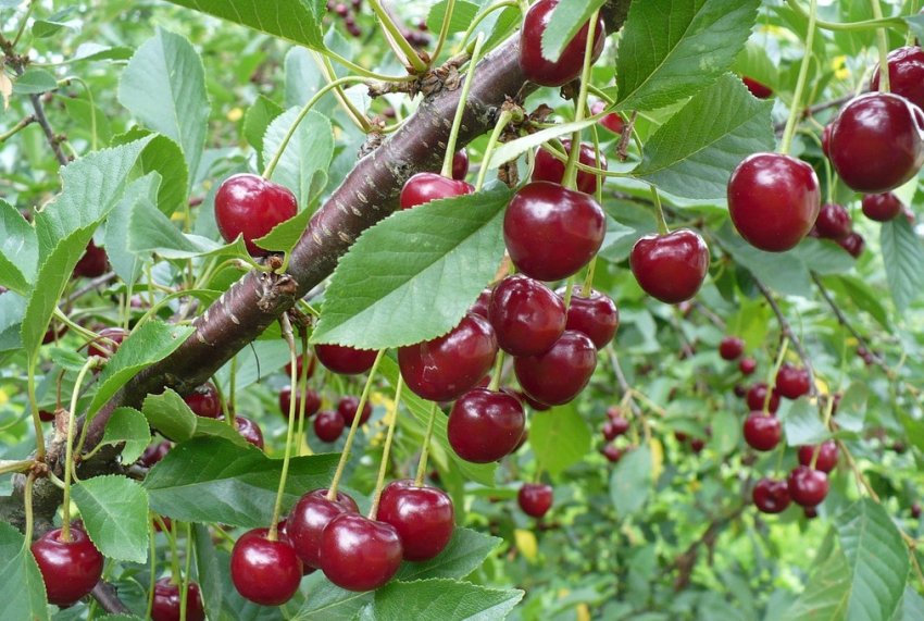 Вишня сорту Мценская