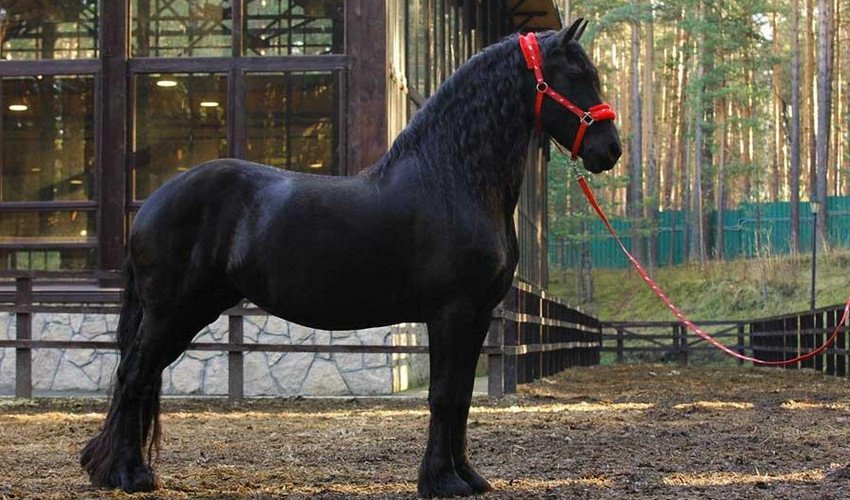 Фризька порода коней Фризька порода коней
