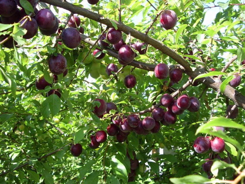 Стартова зливу Стартова зливу